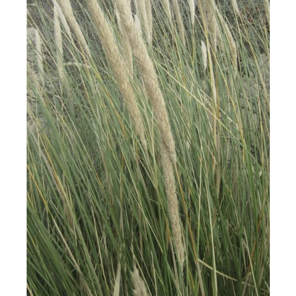 Ammophila arenaria