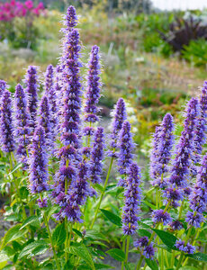  Agastache 'Blue Fortune'