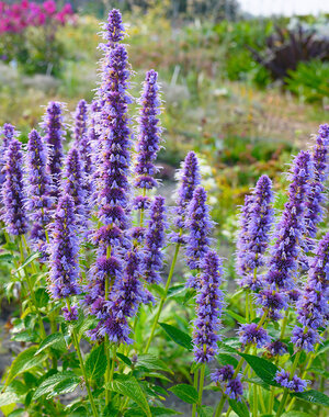  Agastache 'Blue Fortune'