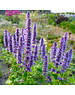  Agastache 'Blue Fortune'