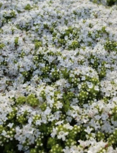  Thymus pr. 'Albiflorus'