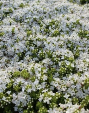  Thymus pr. 'Albiflorus'
