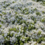 Thymus pr. 'Albiflorus'