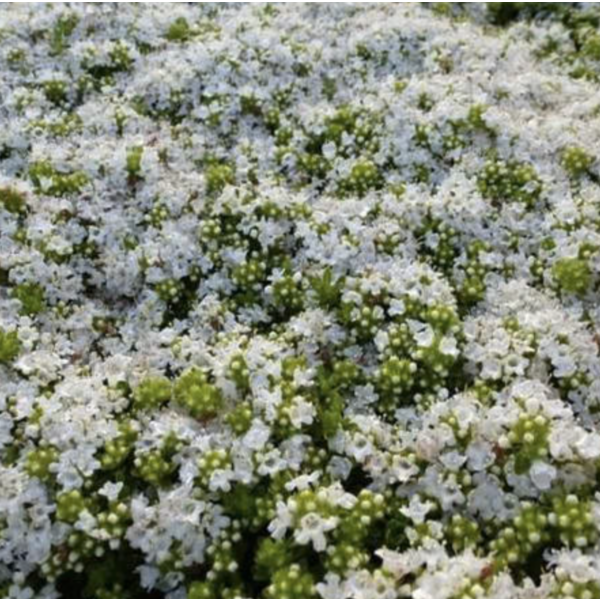 Thymus pr. 'Albiflorus'