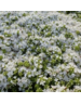  Thymus pr. 'Albiflorus'
