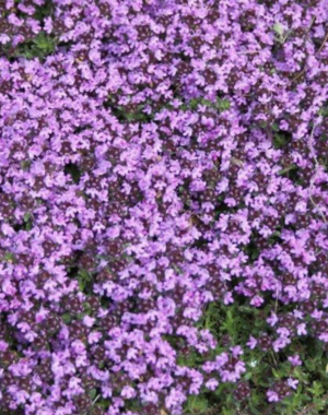  Thymus pr. 'Coccineus'