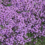 Thymus pr. 'Coccineus'