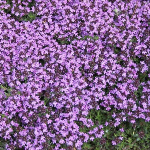 Thymus pr. 'Coccineus'