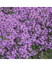  Thymus pr. 'Coccineus'