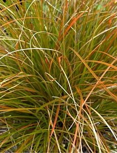  Carex testacea 'Prairie Fire'