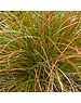  Carex testacea 'Prairie Fire'