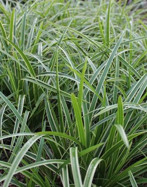  Carex morrowii 'Ice Dance'