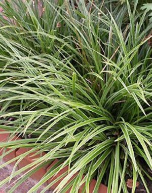  Carex morrowii 'Variegata'