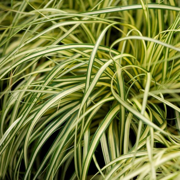 Carex osh. 'Evergold'