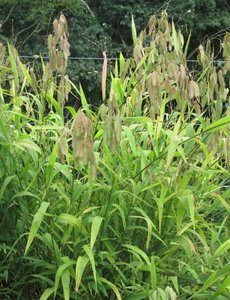  Chasmanticum latifolium