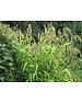 Chasmanticum latifolium
