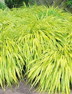  Hakonechloa macra 'Aureola'