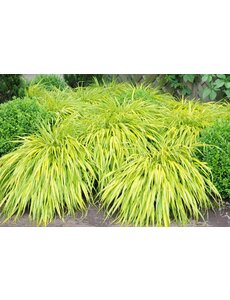  Hakonechloa macra 'Aureola'