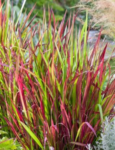  Imperata cyl. 'Red Baron'