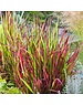  Imperata cyl. 'Red Baron'