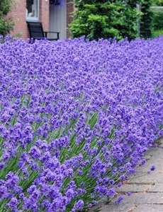  Lavendela ang. 'Hidcote'