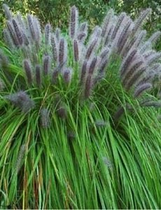  Pennisetum alop. 'Viridescens'