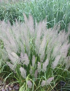 Calamagrostis brachytricha