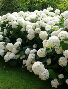Hortensia arbo. 'Strong Annabelle'