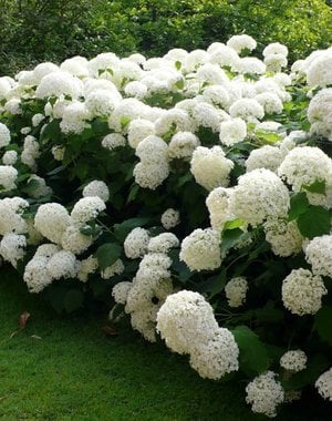  Hortensia arbo. 'Strong Annabelle'