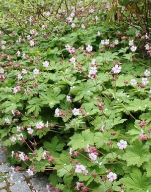  Geranium macr. 'Spessart'