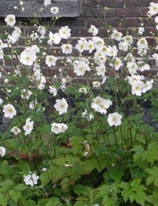  Anemone hybr. 'Honorine Jobert'