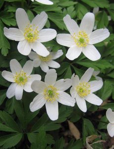  Anemone nemerosa