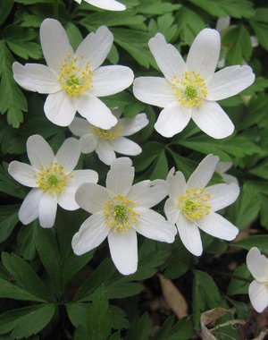  Anemone nemerosa