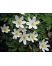  Anemone nemerosa