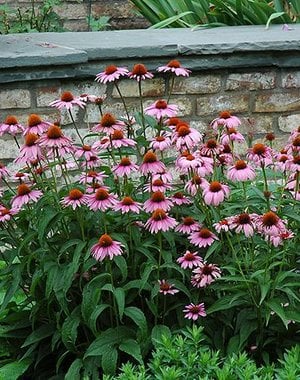  Echinacea purpurea