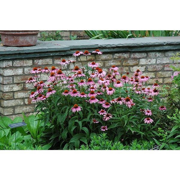 Echinacea purpurea