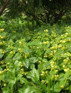  Lamium gal. 'Florentinum'