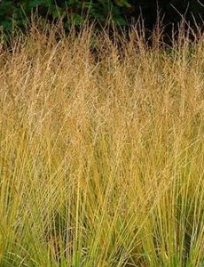 Molinia caer. 'Poul Peterson'