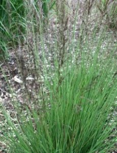 Molinia caer. 'Edith Dudszus'