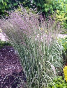 Calamagrostis acut. 'Overdam'