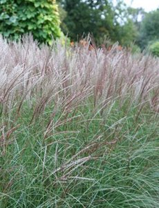  Miscanthus sin. 'Kleine Silberspinne'