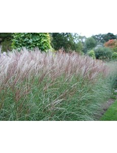  Miscanthus sin. 'Kleine Silberspinne'