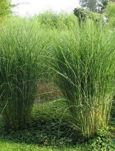  Miscanthus sin. 'Gracilimus'