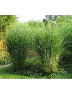  Miscanthus sin. 'Gracilimus'