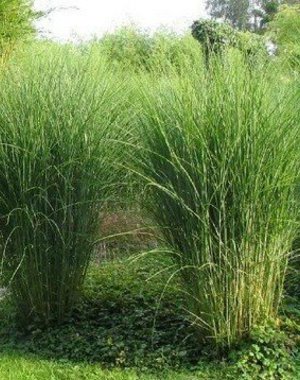  Miscanthus sin. 'Gracilimus'