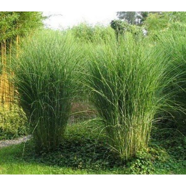 Miscanthus sin. 'Gracilimus'