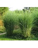  Miscanthus sin. 'Gracilimus'