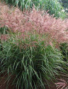  Miscanthus sin. 'Ferner Osten'