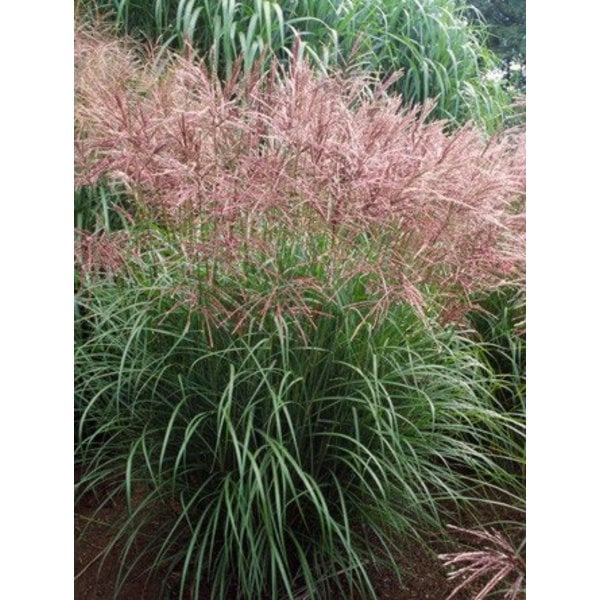 Miscanthus sin. 'Ferner Osten'