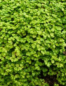  Soleirolia soleirolii